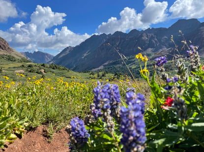 wildflowers along the trail